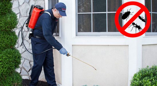 Zeytinalanı Kene İlaçlama böcek ilaçlama ve haşere kontrolü — ilaclama-tr.com